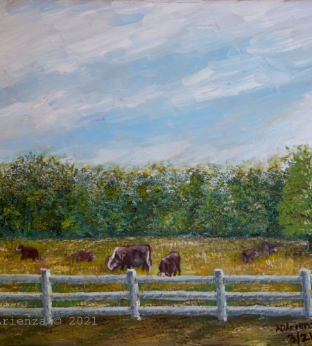 Bessies at Featherock_Ds0